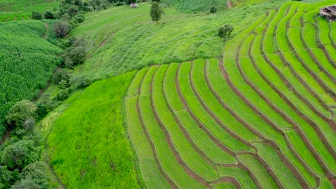 Rice field at Mae Cham Chiangmai Northern Thailand Stock Footage 221010428