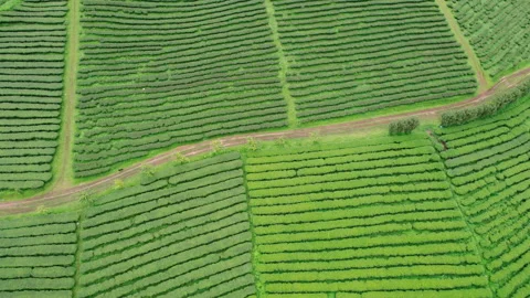 Rice field at Mae Cham Chiangmai Northern Thailand Stock Footage 222285229