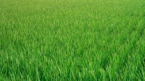Rice field (medium) Stock Footage 359128