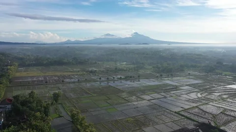 Rice Field with Merapi Mountain View in the morning Stock Footage 233785266