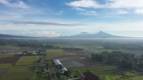 Rice Field with Merapi Mountain View in the morning Stock Footage 233787772