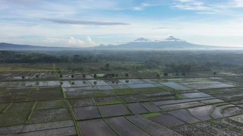 Rice Field with Merapi Mountain View in the morning Stock Footage 233788122
