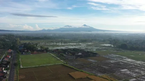Rice Field with Merapi Mountain View in the morning Stock Footage 233790313