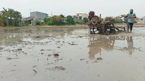 Rice Field In The Middle Of Housing Complex In Cikarang Indonesia Wide Shot Видео 348052332