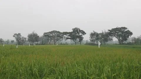 Rice field in the morning Stock Footage 243894006