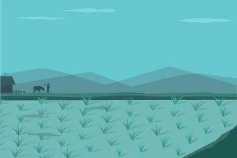 Rice field in morning, vector Stock Illustration