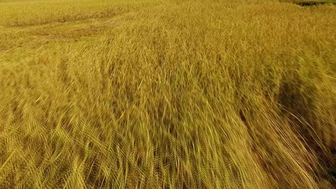Rice field mountain Видео 91981230