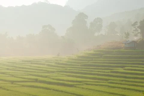 Rice field on mountain. Stock Photos