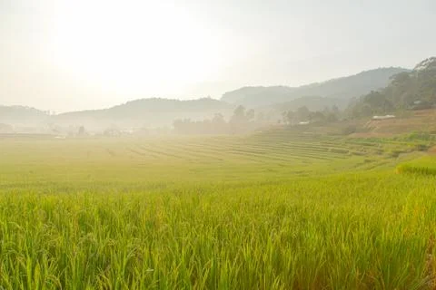 Rice field on mountain. Stock Photos