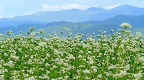 Rice field with a mountains in the background. Stock Footage 11906999