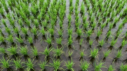 Rice field moving left and right Stock Footage 243720150