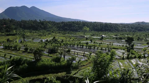 Rice field MS V006 Cloudy 스톡 동영상 33913446