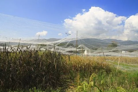 Rice field in net Stock Photos