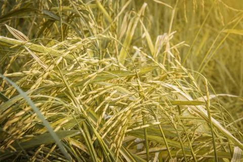 Rice in the field , .Paddy Stock Photos