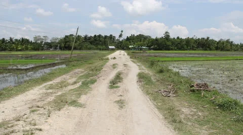 Rice Field Paddy Trees Palm Trees RURAL ROAD Stock Footage 26556336