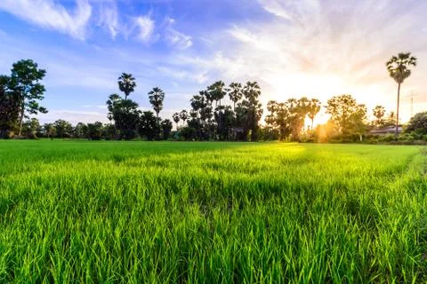 Rice field with palm tree background in morning, Phetchaburi Thailand. Stock Photos