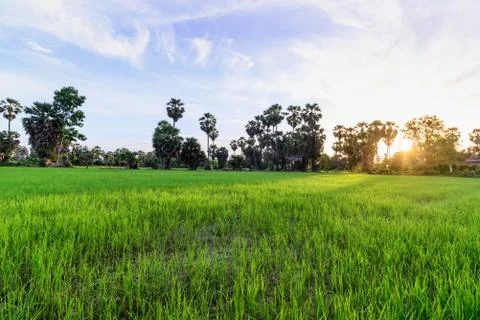 Rice field with palm tree background in morning, Phetchaburi Thailand. Stock Photos