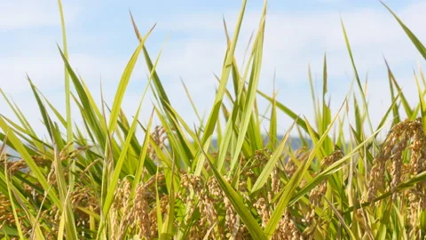 Rice field panicle shaking in the wind with sunny day 库存影片 162644917