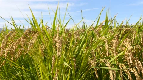 Rice field panicle shaking in the wind with sunny day Stock Footage 162645019