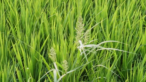 Rice Field with Panicles Video stock 333924590
