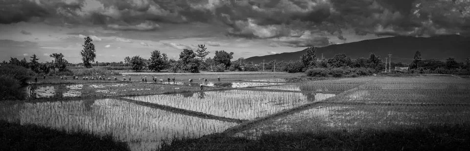 Rice field panorama Stock Photos