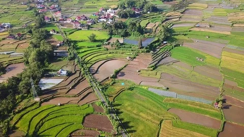 Rice field parts Stock Footage 83777198