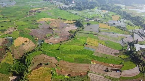 Rice field parts Stock Footage 83778840