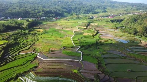 Rice field parts Stock Footage 83779203