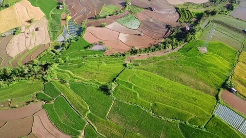 Rice field parts Stock Footage 83779782