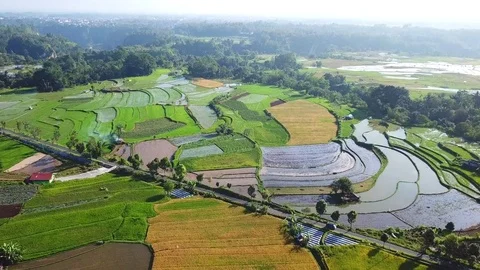Rice field parts Stock Footage 83780026