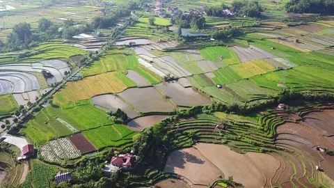 Rice field parts Stock Footage 83780032