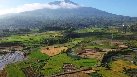 Rice field parts Stock Footage 83820117