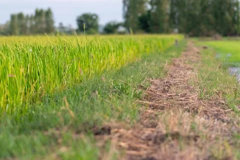 Rice field path with green crops Photos