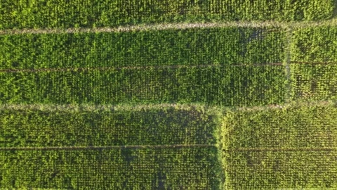 Rice field pattern from above with straight agricultural plots Stock Footage 341544353