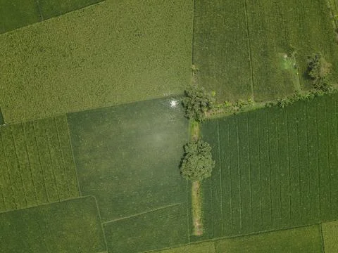 Rice field pattern from the air 库存照片