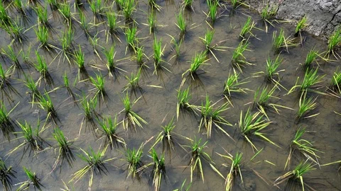 Rice field, Peru Stock Footage 85103558