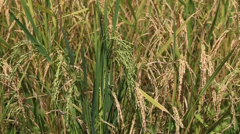 Rice field in the Philippines Stock Footage 37679113