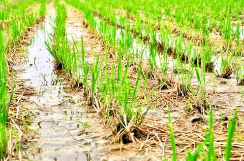 Rice field Stock Photos