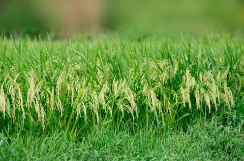 Rice field Stock Photos