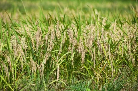 Rice field Stock Photos