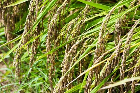 Rice field Stock Photos