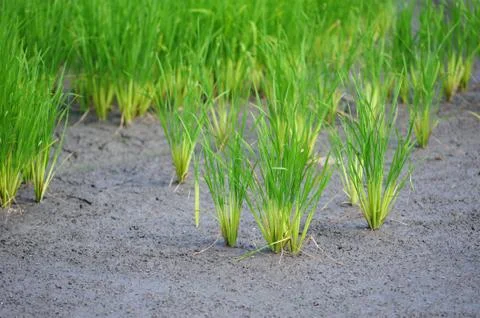 Rice field Stock Photos