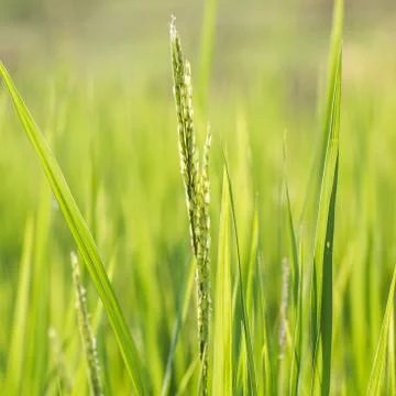 Rice field Foto stock
