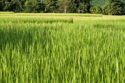 Rice field Stock Photos