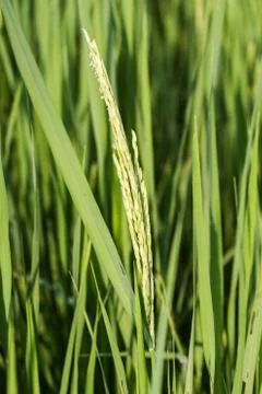 Rice field Stock Photos