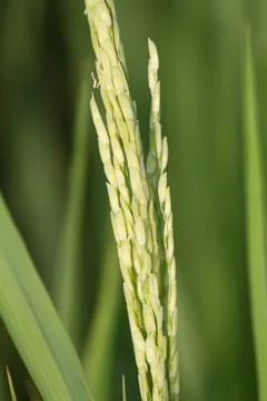 Rice field Stock Photos