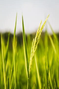 Rice field Stock Photos