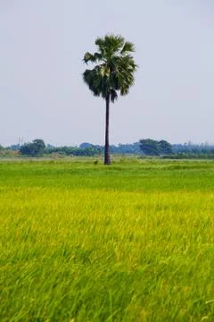 Rice field Stock Photos
