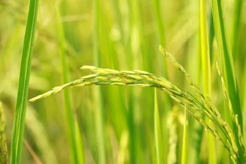 Rice field Stock Photos