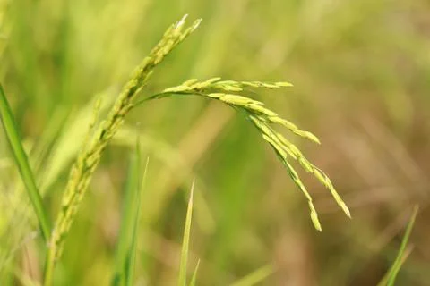 Rice field Stock Photos